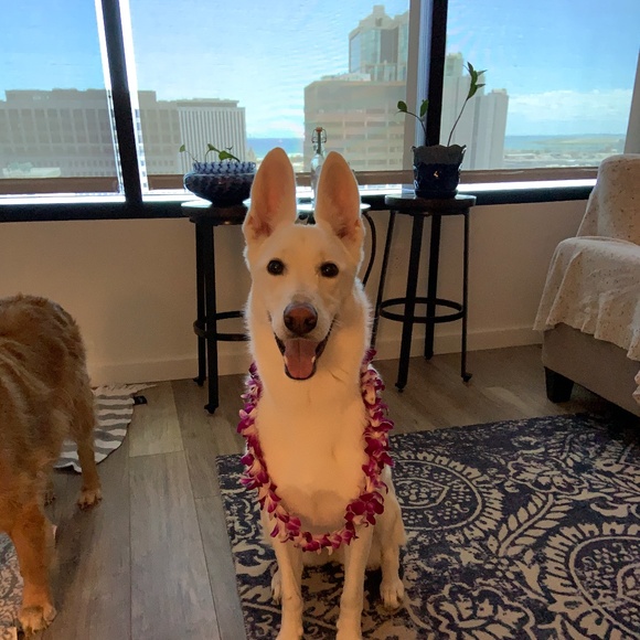 Meet your Poshmark Ambassador, Nicole - Picture 6 of 8